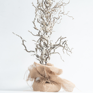 Classical tree light
